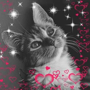 Meet your Posher, Đủ thứ